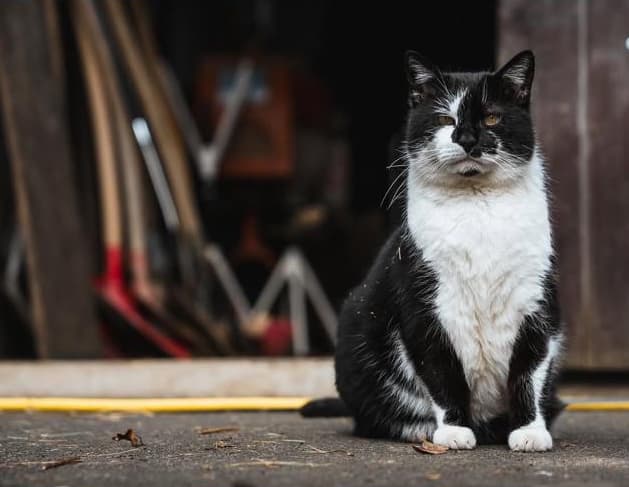 Katze Linus auf dem Lebenshof Pegasus