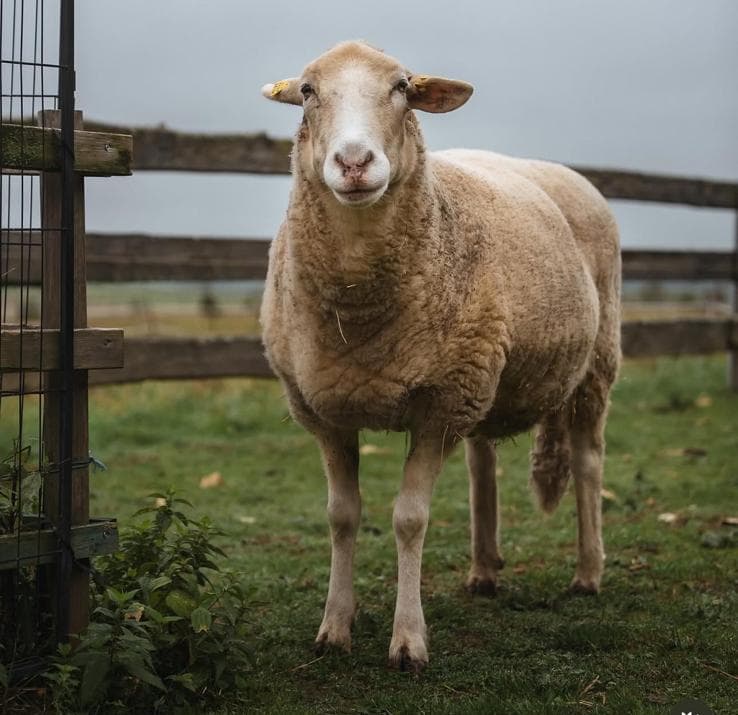 Schaf Toni auf dem Lebenshof Pegasus