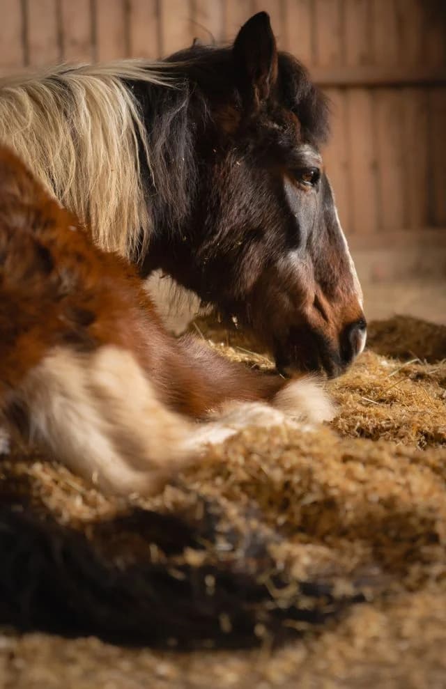 Pegasus - Der Namensgeber unseres Lebenshofs
