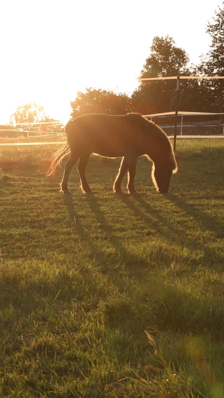 Lebenshof Pegasus - Über uns