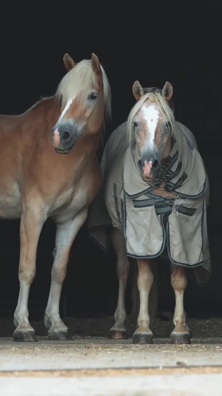 Lebenshof Pegasus - Ein sicheres Zuhause für gerettete Tiere auf grünen Weiden