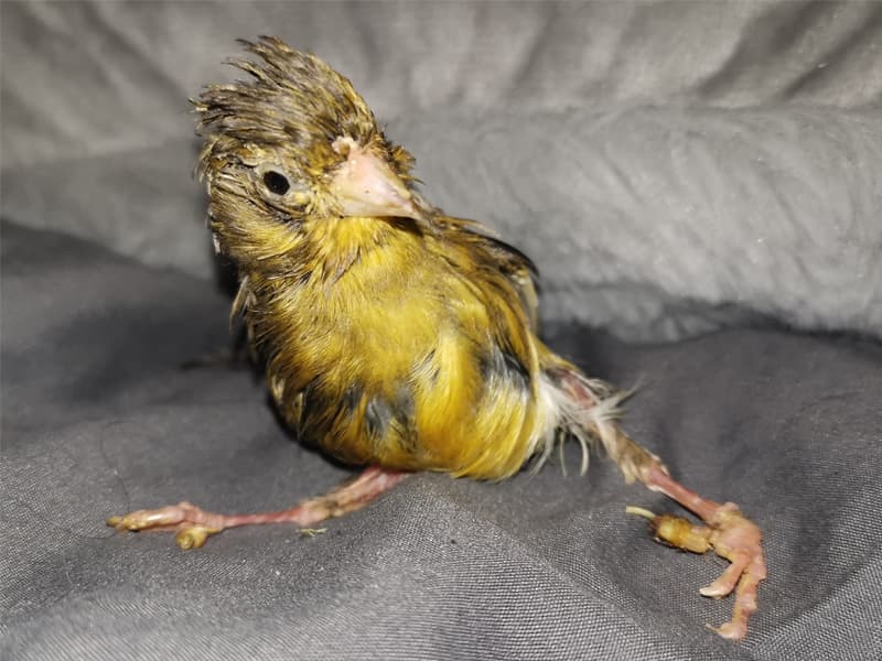 Ein neues Zuhause für einen kleinen Piepmatz