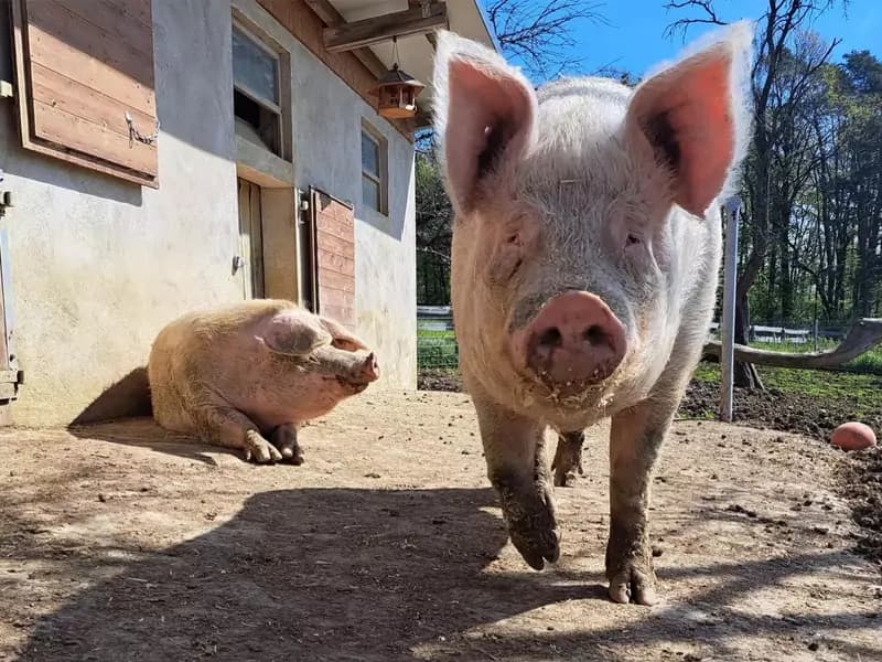 Tierisch viel Besuch von den Influencern Helicoptom und ferrovito