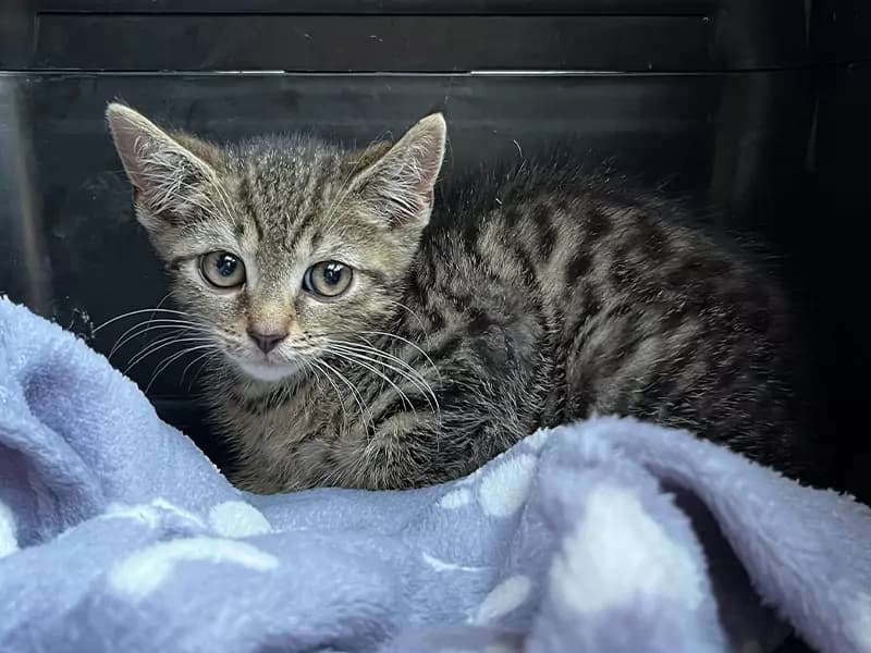 Die besondere Geschichte von Katerbaby Findus