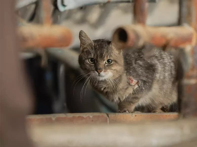 Die unglaubliche Rettung von Kater Stupsi – Ein Überlebenskampf voller Hoffnung
